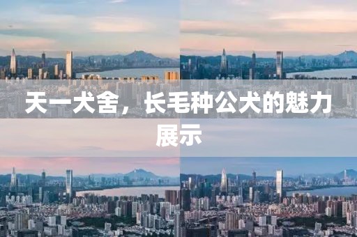 天一犬舍，長毛種公犬的魅力展示