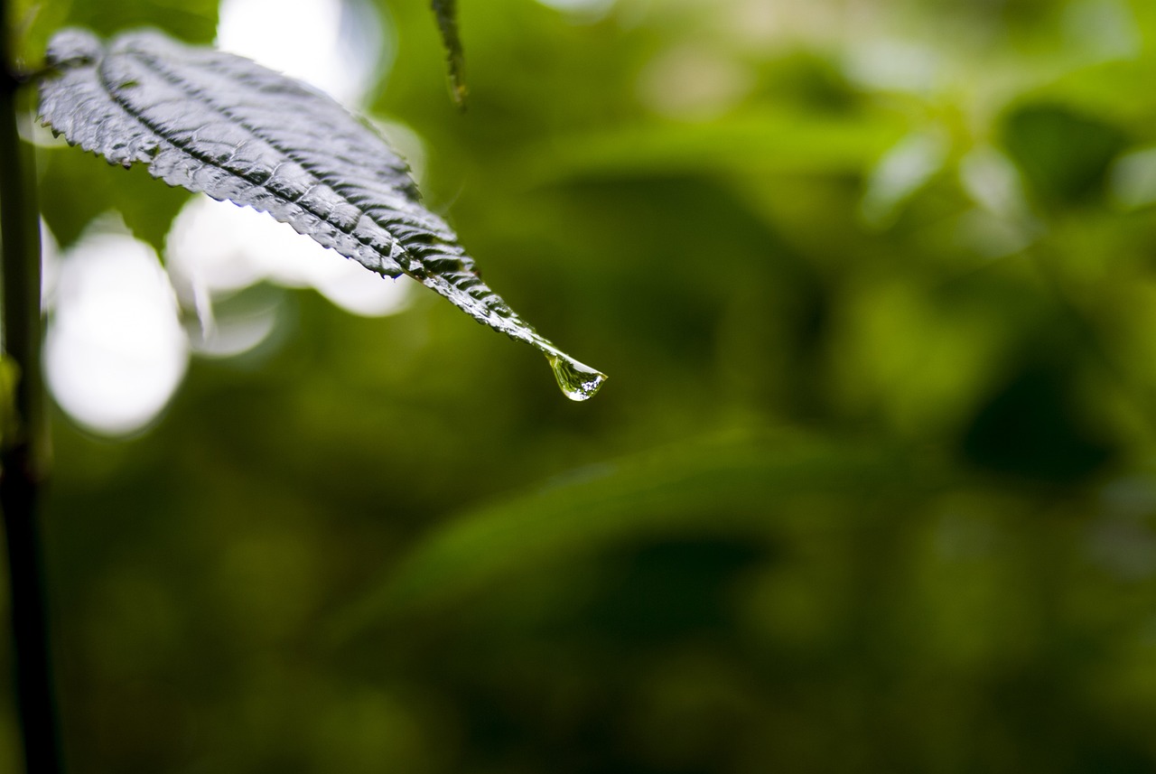 依生生物最新股票動態(tài)全面解析，最新消息與全面解讀