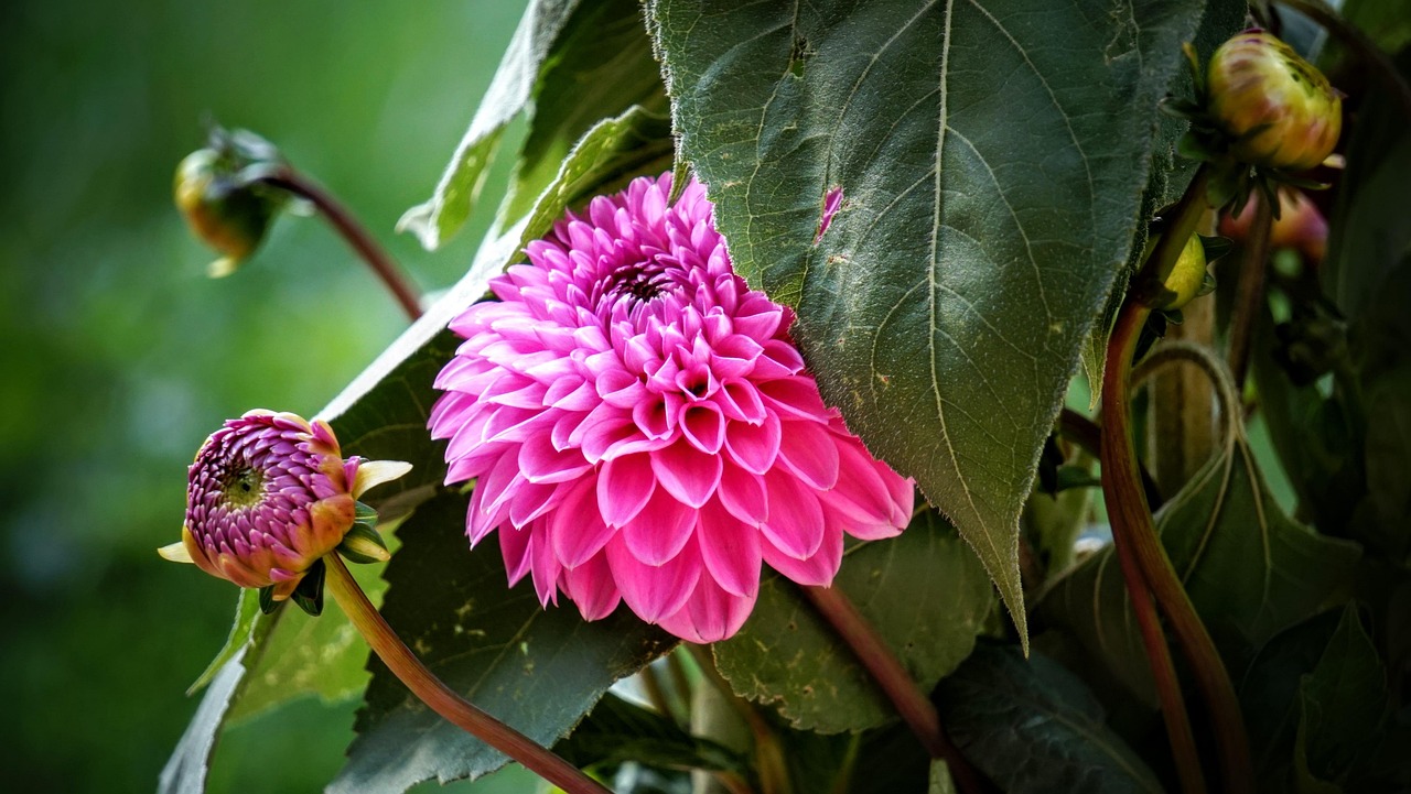 寧鄉(xiāng)黎愛蓮的最新動(dòng)態(tài)，蓮花依舊引領(lǐng)人心