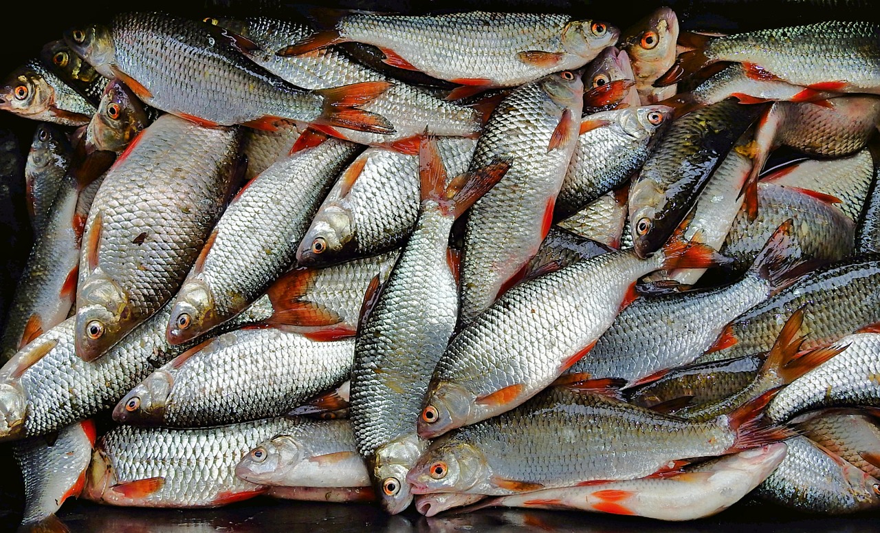 浦魚達人最新版本下載，全新功能與特色體驗